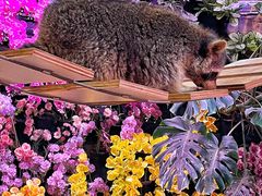 -正佳雨林生态植物园
