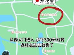 -上海共青森林公园