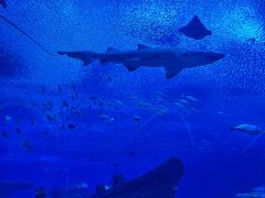 -珠海长隆海洋王国