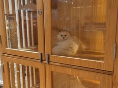 -Pets First伊珊娜洗护·精致美容·家庭式寄养(新会路店)