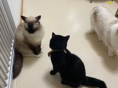 -猫在这儿猫咪咖啡馆·撸猫馆