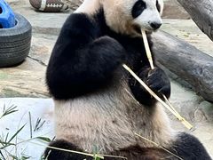 -广州长隆野生动物世界