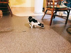 -猫色咖啡·猫咖