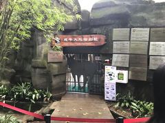 景点-成都大熊猫繁育研究基地