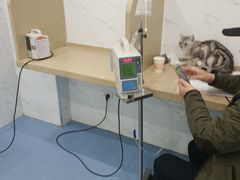 -伟伟宠物医院·CT影像中心·瑞派犬猫综合性门诊(汉口总院)