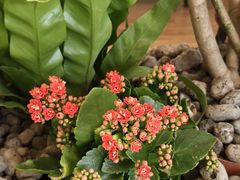 -THE WOODS 简餐 (国贸商城店)