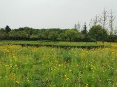 -洨河生态公园