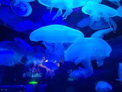 -太平洋海底世界