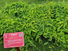 -广西壮族自治区药用植物园