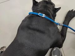 -派美特宠物医院·核磁CT·骨科肿瘤·疑难转诊(沈农禾丰店)
