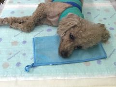 -爱侣宠医·鹦鹉专科·小型哺乳类·异宠专科(灵石路店)