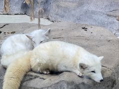 -海合安青岛极地海洋公园
