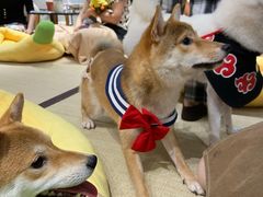 -逗柴咖啡屋·狗咖猫咖宠物桌游