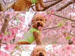 -天适樱花悠乐园