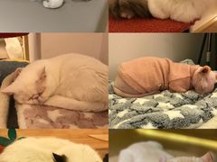 -猫腻·猫咖·撸猫馆(星光大道店)