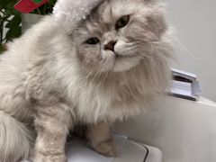 -萌兽医馆·眼科·异宠专科(三里屯店)