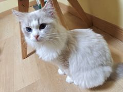 -Meowの猫咖(万家丽店)