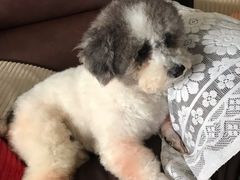 -芭比堂动物医院广州顽皮分院