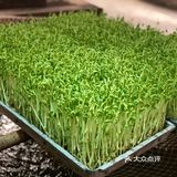 后面根本停不下来,香脆之余还有一点点粘口,不会太甜