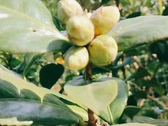 -武汉世外桃源农庄