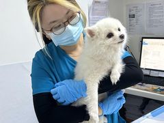 -美联众合动物医院·24h转诊中心