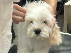 -FAELING PETS美天灵宠物(富力广场店)