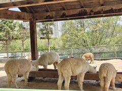 -青藏高原野生动物园