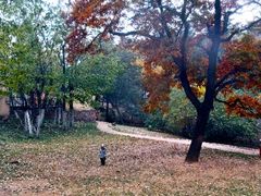 android_upload_pic-八大关景区
