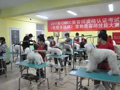 -优缇多格专业宠物美容师培训学校