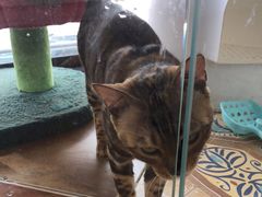 -糯米喵星人总部直营旗舰店·猫舍·幼猫出售