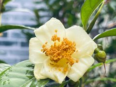 -金花茶公园