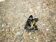 -梧桐山风景名胜区