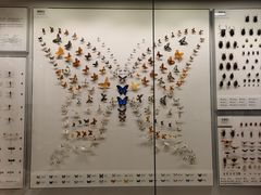 -四川大学博物馆
