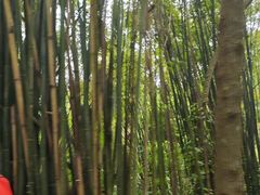 -凤栖山