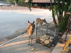 -清迈夜间动物园