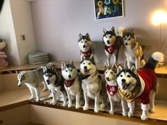 -Husky Go! 哈士奇体验馆·宠物咖啡厅狗咖