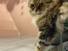 -猫儿山۰猫主题餐厅