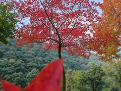 -西湖外事游船(花港观鱼码头)