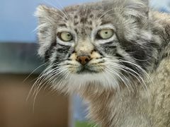 -青藏高原野生动物园