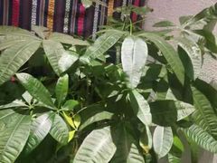 -百玺推拿·SPA·瑶浴(万象店)