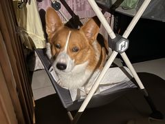 -宠福鑫康馨动物医院·骨科·眼科