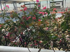 -国际邮轮中心码头(厦鼓码头)