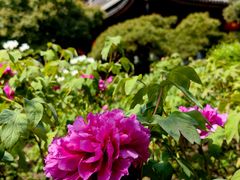 -龙华寺