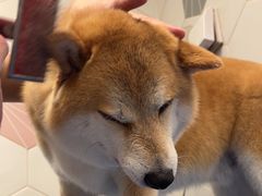 -瑞鹏宠物医院(大运分院)