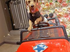 -百好乐宠物友好餐厅(朝外大街店)