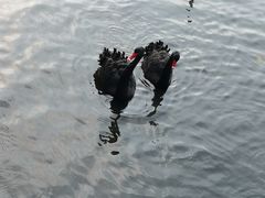 景点-烟墩角天鹅湖