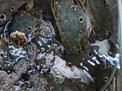 -板桥海鲜广场(文明东店)