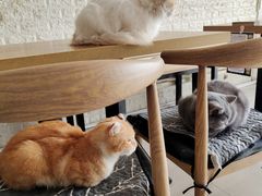 -平行世界·猫咖(首经贸店)