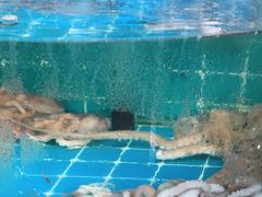 -同道蒸汽海鲜烧烤自助(刘庄夜市店)