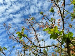 -上海滨江森林公园